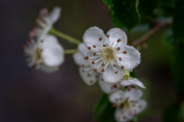 Close-up of white hawthorn flowers after rain.