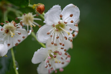 Close-up of white hawthorn flowers after rain.