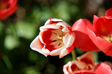 colorful wonderful blossom with a deliberately blurred background