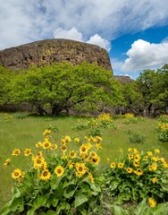 balsamroot and lupine blooming in the Tom McCall preserve on  Rowena Crest with Rowena Bluffs in...