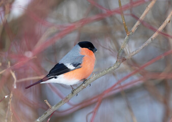 Male bullfinch sits on a tree, close up
