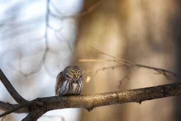 Eurasian pygmy owl sitting on a tree branch in winter day close up