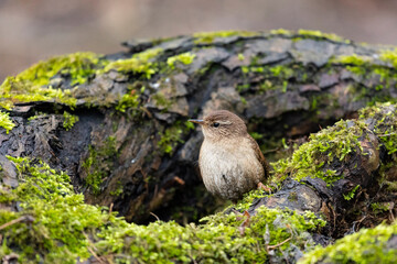 Eurasian wren sits on an old stump close up