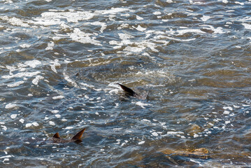Obraz premium Strugeon Spawning In Spring At The Fox River Dam And Rapids In De Pere, Wisconsin