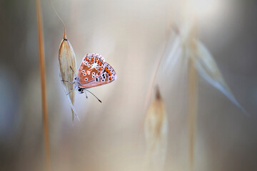 Mariposa en la naturaleza