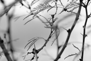 Mesquite tree leaves on blowing in the wind in black and white, Texas plant.