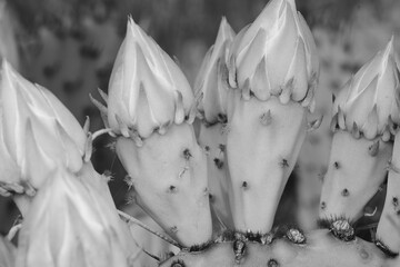 Prickly pear cactus buds on plant closeup in Texas environment, natural art in black and white.