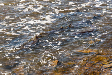 Strugeon Spawning In Spring At The Fox River Dam And Rapids In De Pere, Wisconsin