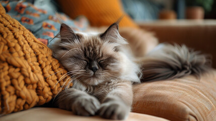 A sleepy Himalayan cat dozing off on a plush sofa chair, surrounded by pillows.