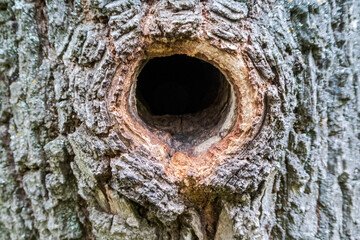 bird hollow in a tree close-up. Bird house, bark of tree with a hollow, invoice, texture