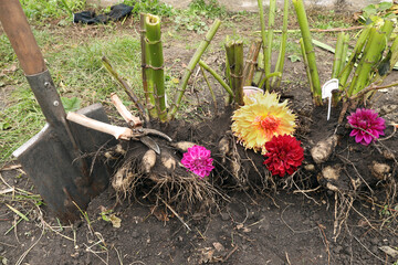 dahlia roots, corresponding flowers and gardening tools dug up in the fall for storage
