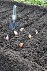 placed garlic and garden shovel