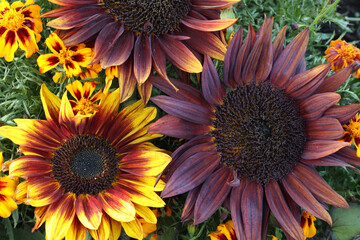 decorative sunflowers of unusual colors are used to decorate garden plots