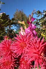 bright red cactus-shaped dahlias grown in our own garden