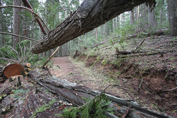 phto of RV road blocked by a fallen tree in the evergreen forest of Idaho