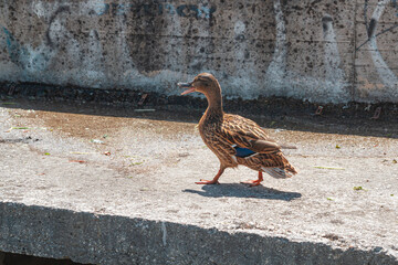 A duck walking on the concrete sidewalk | Kaczka idąca po betonowym chodniku - obrazy, fototapety, plakaty