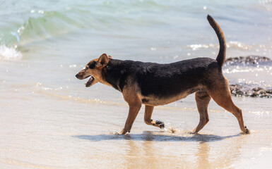 Dog on the sandy seashore