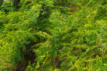 Green trees in a tropical park as a background