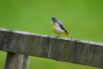 Grey Wagtail (Motacilla cinerea) at Hebden in Wharfedale, North Yorshire, England, UK