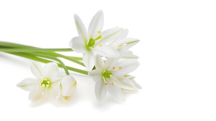 Exquisite Star of Bethlehem Flowers in Pristine White Setting