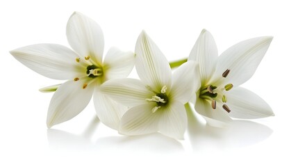 Obraz premium Radiant Star of Bethlehem Flowers Blooming on White Background