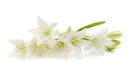Obraz premium Elegant Floral Arrangement of Star of Bethlehem Flowers on White Background
