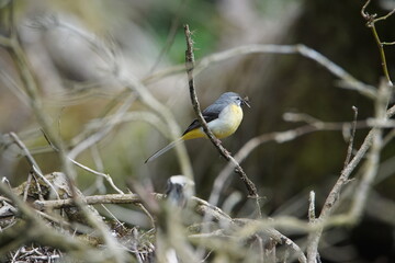 Grey Wagtail (Motacilla cinerea)  gathering material for its nest at Hebden in Wharfedale, North Yorshire, England, UK