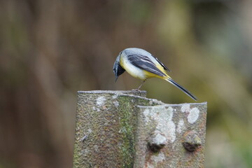 Grey Wagtail (Motacilla cinerea) at Hebden in Wharfedale, North Yorshire, England, UK