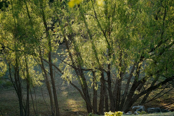 Black willow trees in Texas nature during sunrise. © ccestep8