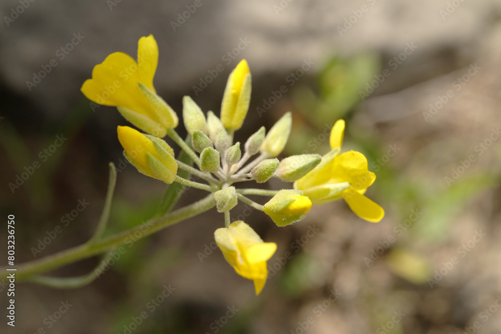 Wall mural Lesquerella engelmannii or Engelmann's Bladderpod wildflower in Texas spring season nature. - Wall murals