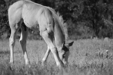 Colt foal horse grazing in calm Texas scenery of pasture in black and white on farm.