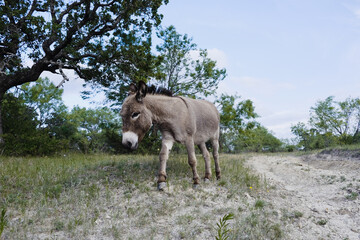Mini donkey on Texas farm during spring season outdoors.
