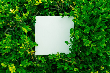 Creative layout made of green leafs with paper card note. Flat lay. Nature concept