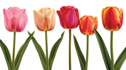 Beautiful tulips on white background Vector illustration