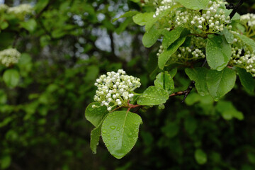 White blooms on rusty blackhaw viburnum during spring season in Texas landscape.