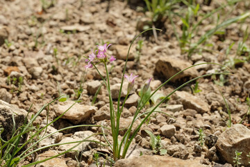 Drummond wild onion in rocky soil, Texas natural spring season plant.