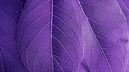 Vivid close-up of purple leaf textures highlighting the intricate vein network and the natural design