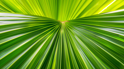 Obraz premium Stunning macro shot of a green palm leaf with a focus on the lines radiating from the central vein