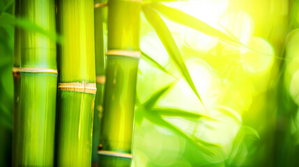 Green bamboo forest, a peaceful natural background with sunlight filtering through the leaves