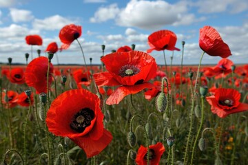 Beautiful red poppies field under a clear blue sky, perfect for nature concepts