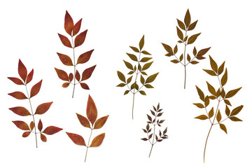 Nandina plant leaves from garden isolated in detail on white background for artwork or design...