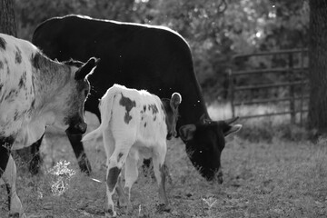 Young beef cattle herd on Texas farm with cows and calf.