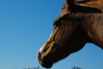 Sorrel horse isolated against blue sky background with copy space.
