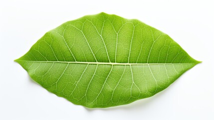 A single leaf, captured in stunning detail. The veins and edges of the leaf areQing Xi Ke Jian , and the leaf's vibrant green color is a testament to the power of nature.