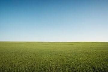 Fototapeta premium green field and blue sky