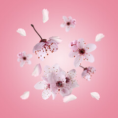 Spring blossoms. Beautiful flowers flying on pink background