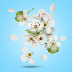 Spring blossoms. Beautiful flowers flying on light blue background