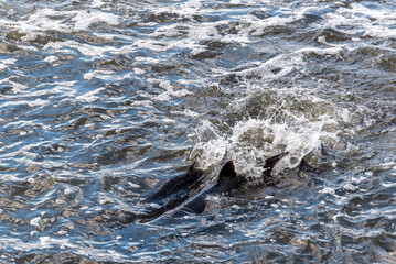 Strugeon Spawning In Spring At The Fox River Dam And Rapids In De Pere, Wisconsin