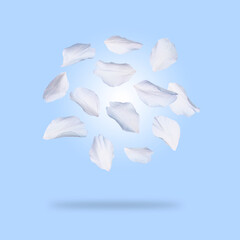 Spring flower petals in air on light blue background. Cherry blossoms