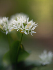 Blühende Bärlauch Blüten (Allium ursinum) im Wald